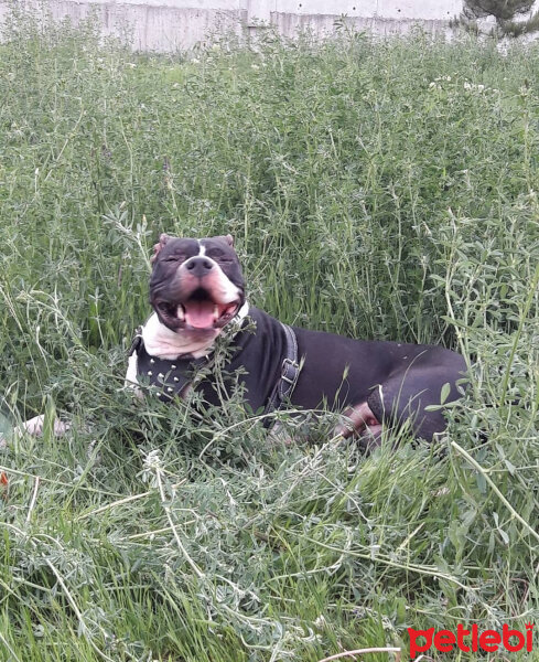 Amerikan Staffordshire Terrier, Köpek  Şila fotoğrafı