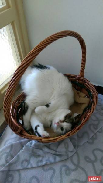 Ankara Kedisi, Kedi  Korsan fotoğrafı