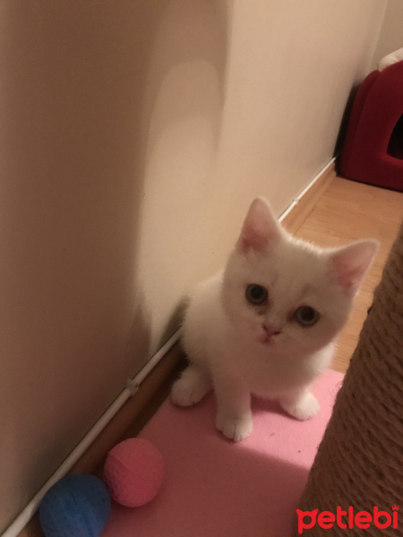 British Shorthair, Kedi  Pamuk fotoğrafı