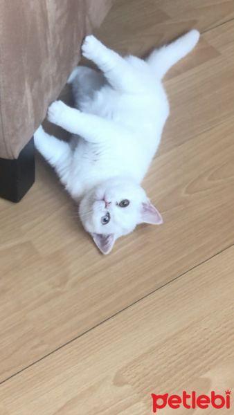 British Shorthair, Kedi  Pamuk fotoğrafı
