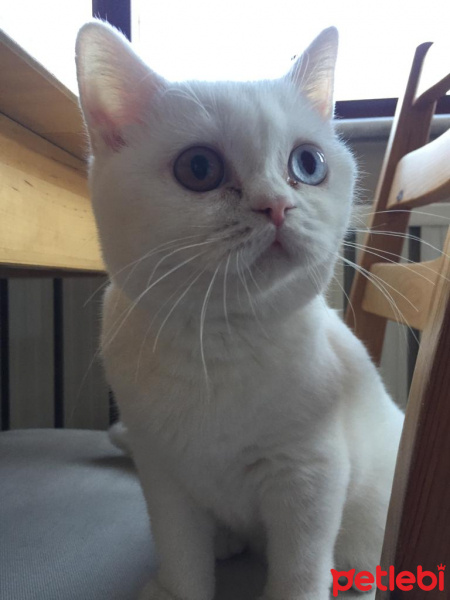 British Shorthair, Kedi  Pamuk fotoğrafı