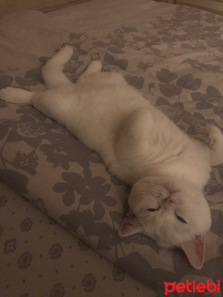British Shorthair, Kedi  Pamuk fotoğrafı