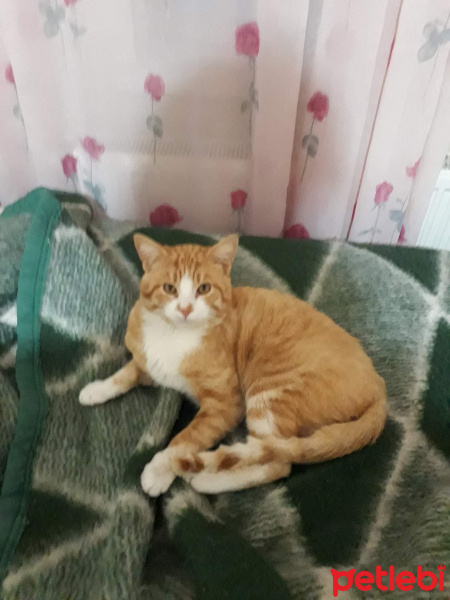 Sarman, Kedi  Yummy fotoğrafı