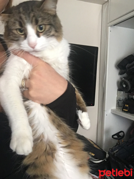 Tekir Kedi, Kedi  Lola fotoğrafı
