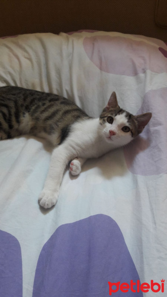 Tekir Kedi, Kedi  Yasu fotoğrafı