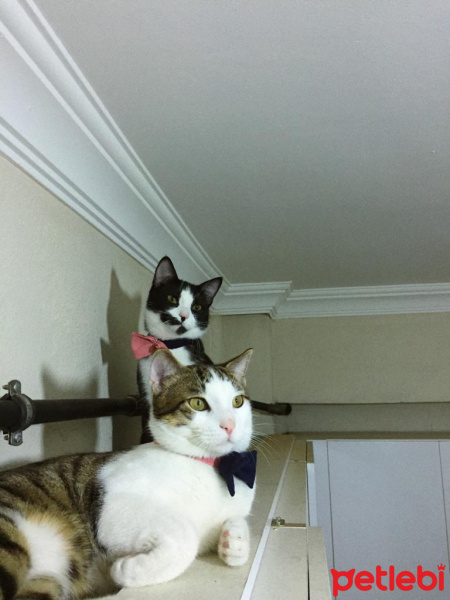 Tekir Kedi, Kedi  Yasu fotoğrafı