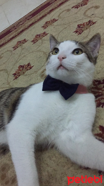 Tekir Kedi, Kedi  Yasu fotoğrafı