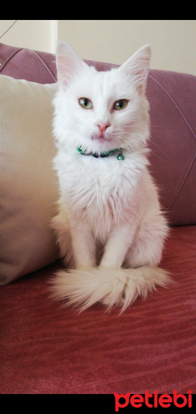 Ankara Kedisi, Kedi  Şans fotoğrafı