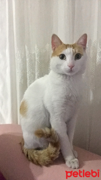 Tekir Kedi, Kedi  Pamuk fotoğrafı