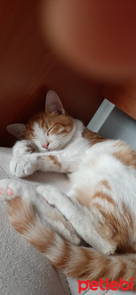 Sarman, Kedi  Helios fotoğrafı