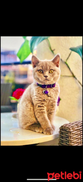 British Shorthair, Kedi  TİGGER fotoğrafı
