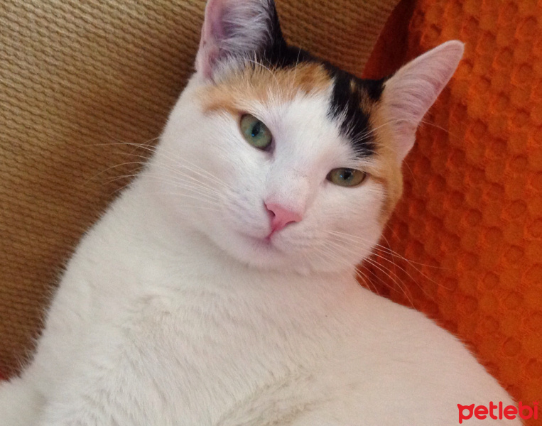 Tekir Kedi, Kedi  Thebo fotoğrafı