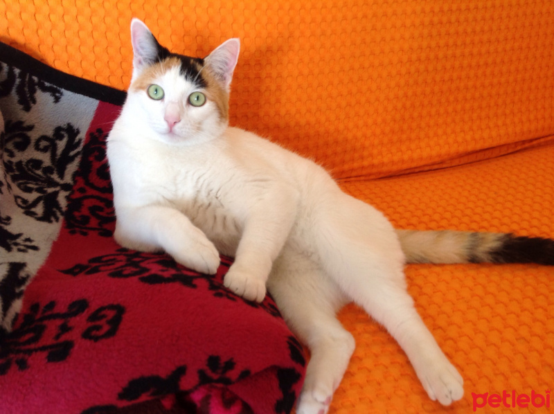 Tekir Kedi, Kedi  Thebo fotoğrafı