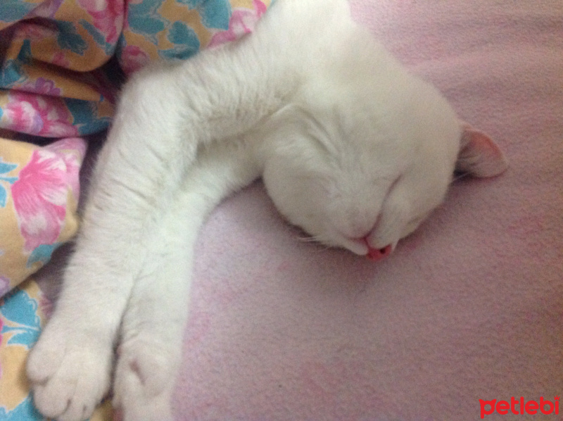 Tekir Kedi, Kedi  Thebo fotoğrafı