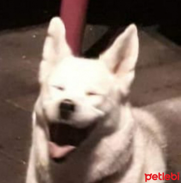 Sibirya Kurdu (Husky), Köpek  Ghost fotoğrafı