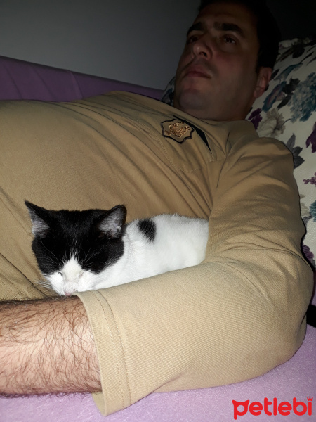Tekir Kedi, Kedi  Shelly fotoğrafı