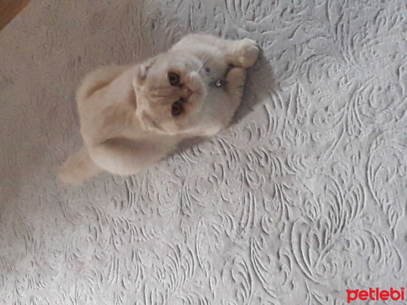 Scottish Fold, Kedi  Tulpar fotoğrafı