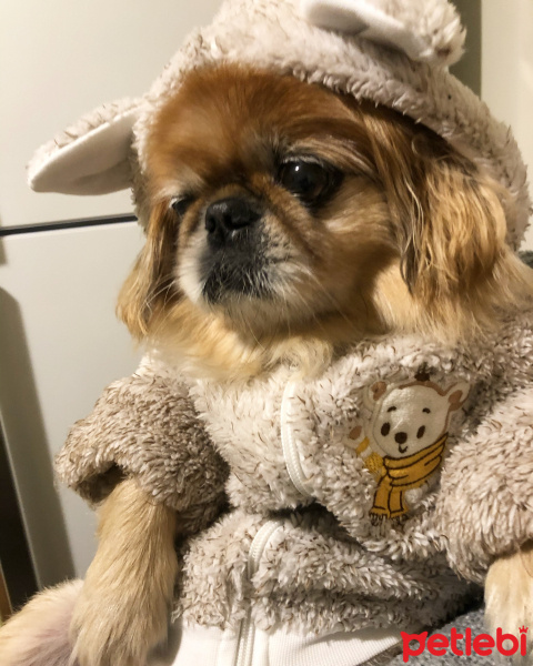 Pekingese, Köpek  Furby fotoğrafı