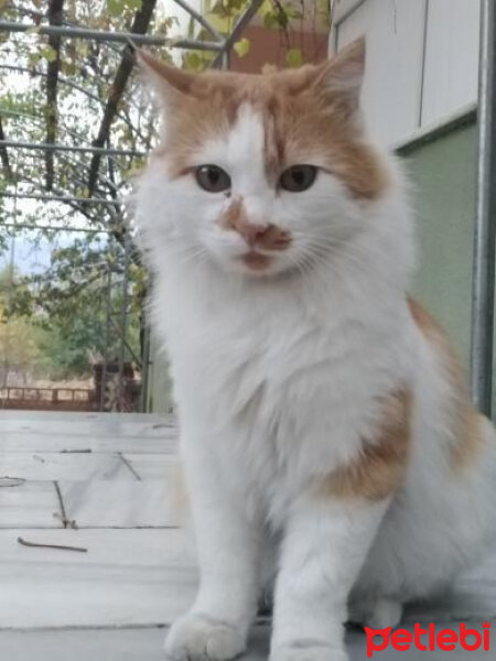 Ankara Kedisi, Kedi  Hinata fotoğrafı