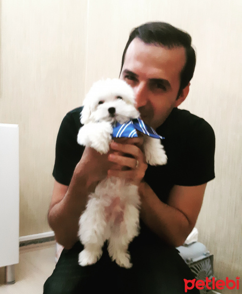 Maltese, Köpek  Mars fotoğrafı