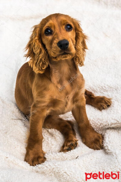 İngiliz Cocker Spaniel, Köpek  karamel fotoğrafı