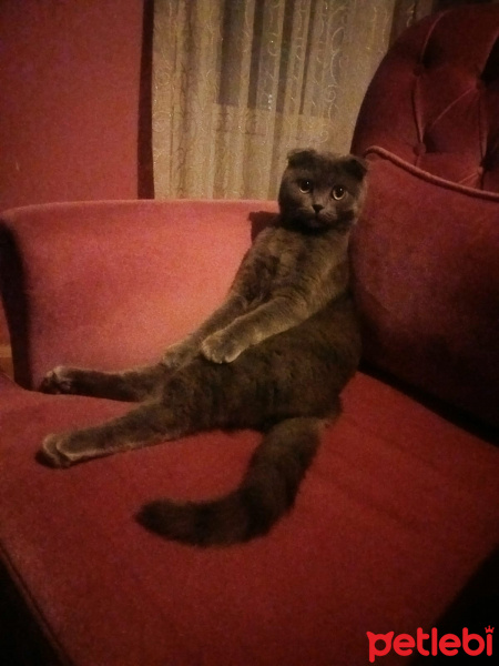 Scottish Fold, Kedi  Karaduman fotoğrafı