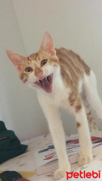 Sarman, Kedi  Mıkır fotoğrafı