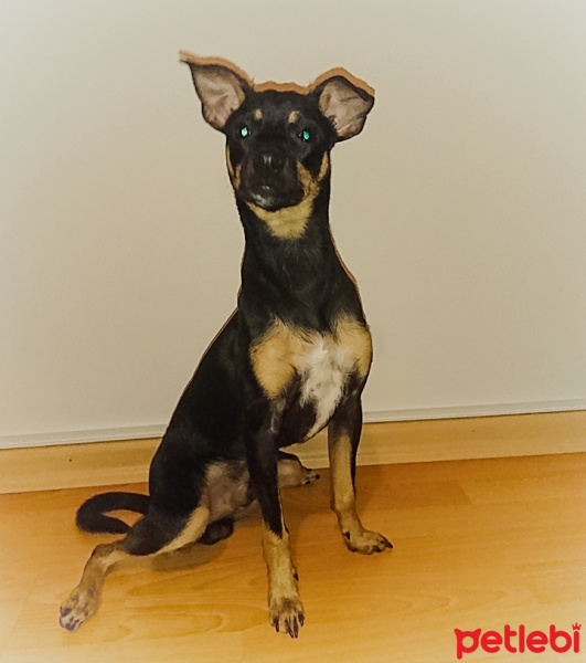 Minyatür Pinscher, Köpek  zeus fotoğrafı
