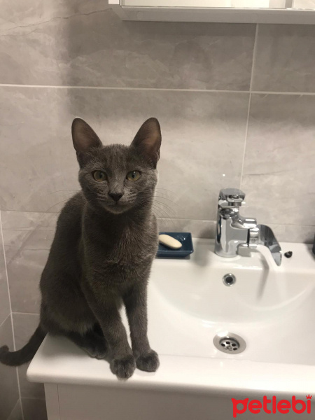 Mavi Rus, Kedi  LILY fotoğrafı