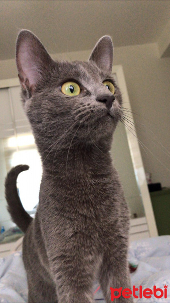 Mavi Rus, Kedi  LILY fotoğrafı