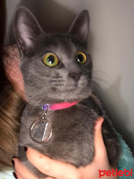 Mavi Rus, Kedi  LILY fotoğrafı