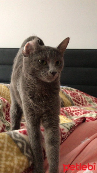 Mavi Rus, Kedi  LILY fotoğrafı