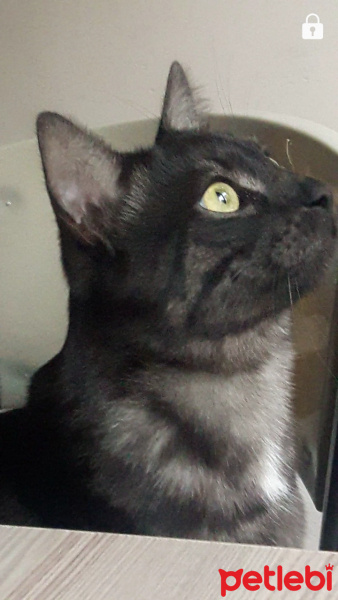 Tekir Kedi, Kedi  KÜÇÜK DUMAN fotoğrafı