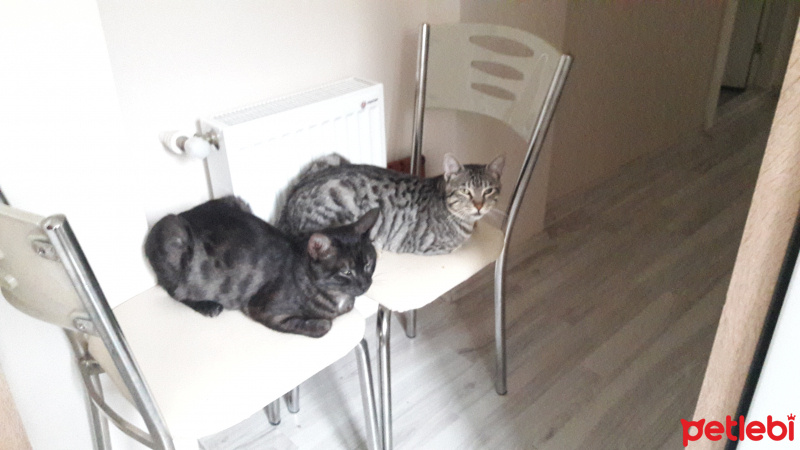 Tekir Kedi, Kedi  KÜÇÜK DUMAN fotoğrafı