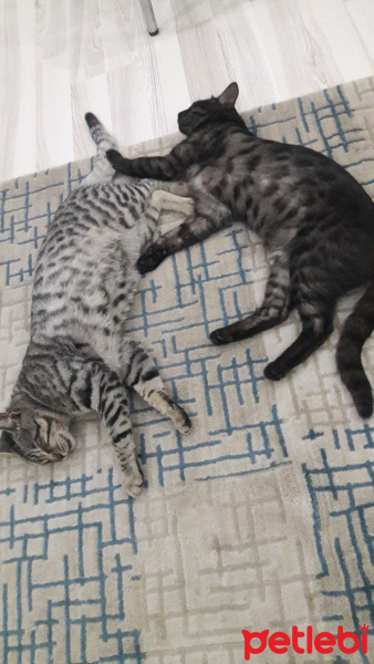 Tekir Kedi, Kedi  KÜÇÜK DUMAN fotoğrafı