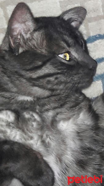 Tekir Kedi, Kedi  KÜÇÜK DUMAN fotoğrafı
