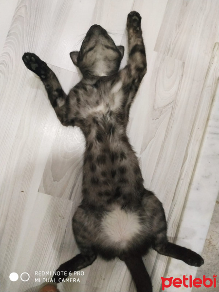 Tekir Kedi, Kedi  KÜÇÜK DUMAN fotoğrafı