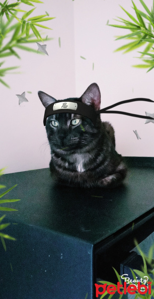Tekir Kedi, Kedi  KÜÇÜK DUMAN fotoğrafı