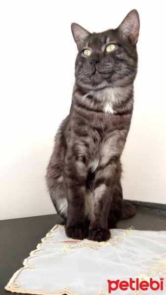 Tekir Kedi, Kedi  KÜÇÜK DUMAN fotoğrafı