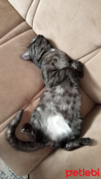 Tekir Kedi, Kedi  KÜÇÜK DUMAN fotoğrafı