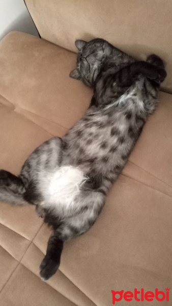 Tekir Kedi, Kedi  KÜÇÜK DUMAN fotoğrafı