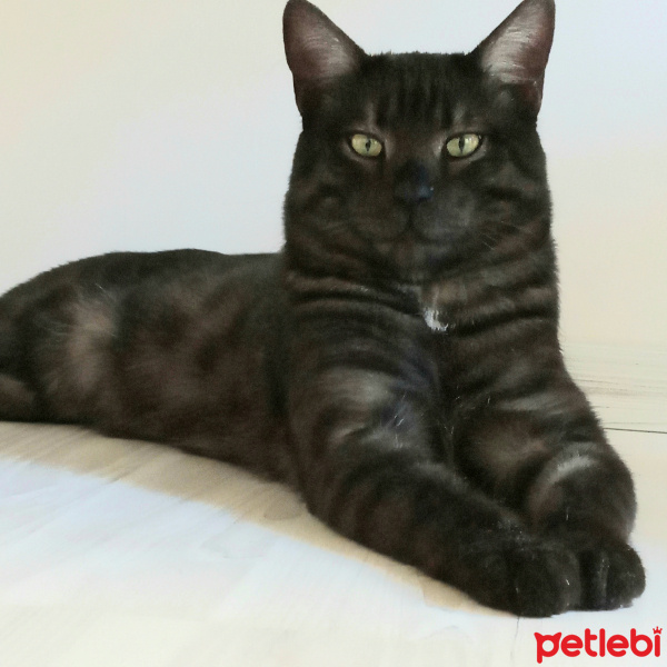 Tekir Kedi, Kedi  KÜÇÜK DUMAN fotoğrafı