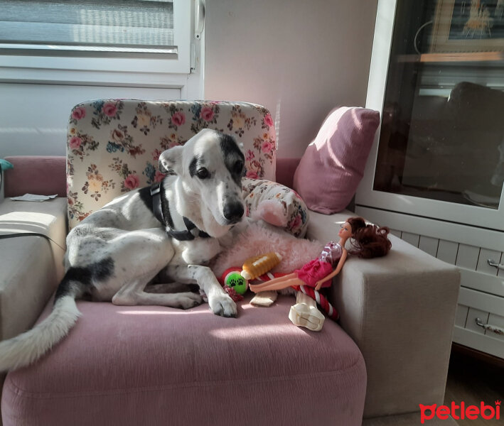 Dalmatian, Köpek  Korsan fotoğrafı