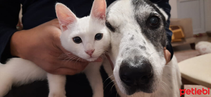 Dalmatian, Köpek  Korsan fotoğrafı