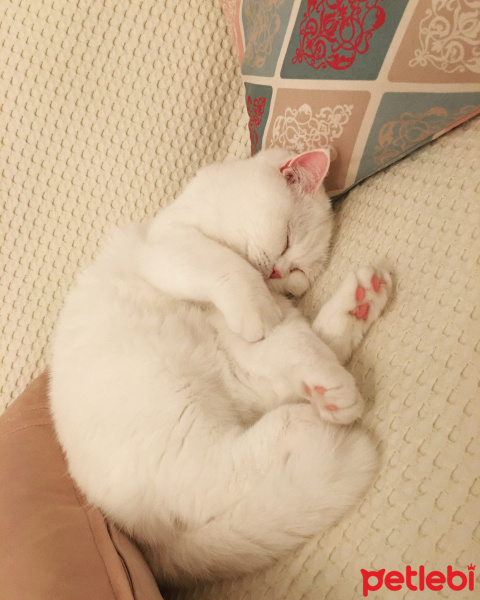 British Shorthair, Kedi  Minnoş fotoğrafı