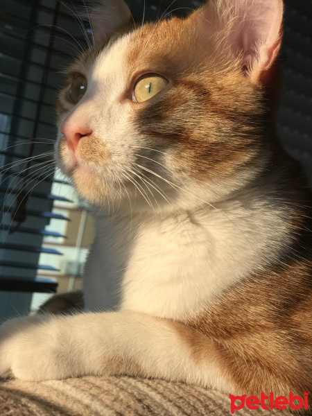 Sarman, Kedi  carlos fotoğrafı