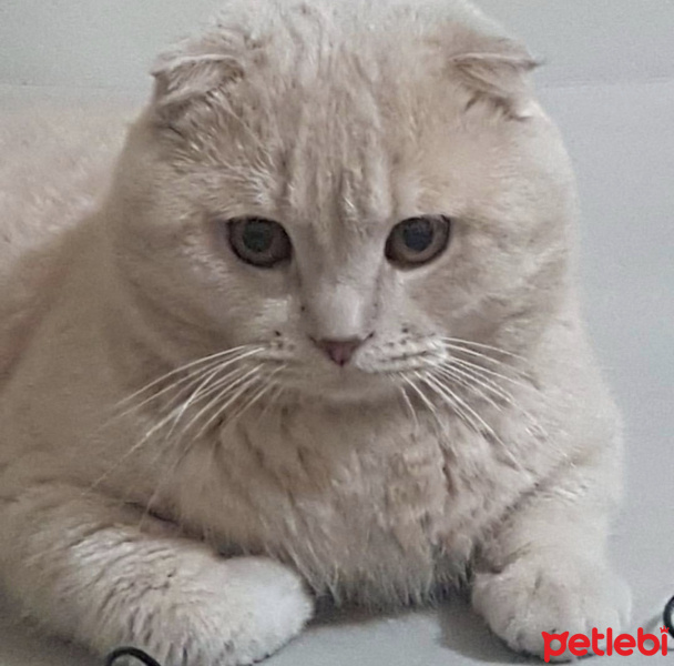 Scottish Fold, Kedi  Patican fotoğrafı