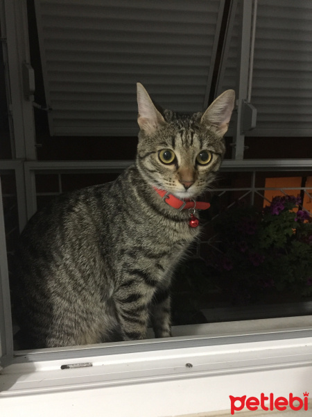 Tekir Kedi, Kedi  mila fotoğrafı