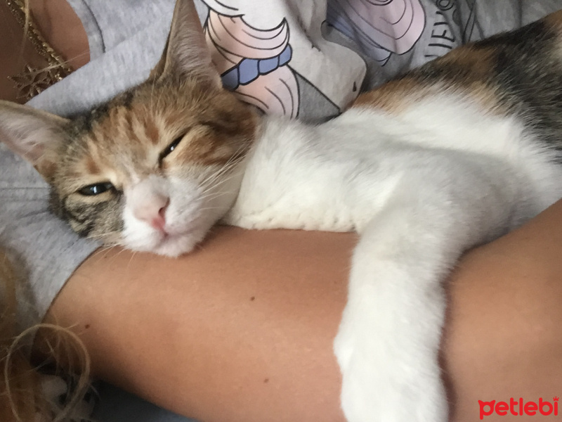 Tekir Kedi, Kedi  çakıl fotoğrafı
