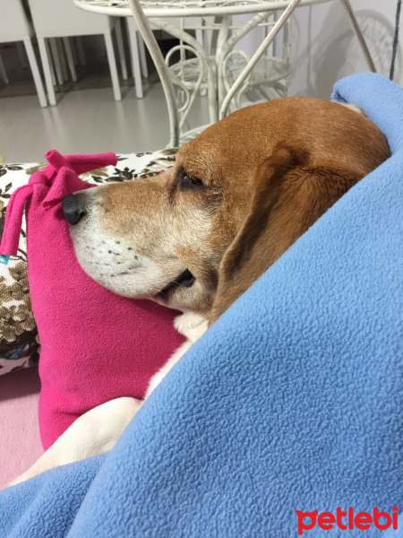 Beagle, Köpek  rex fotoğrafı